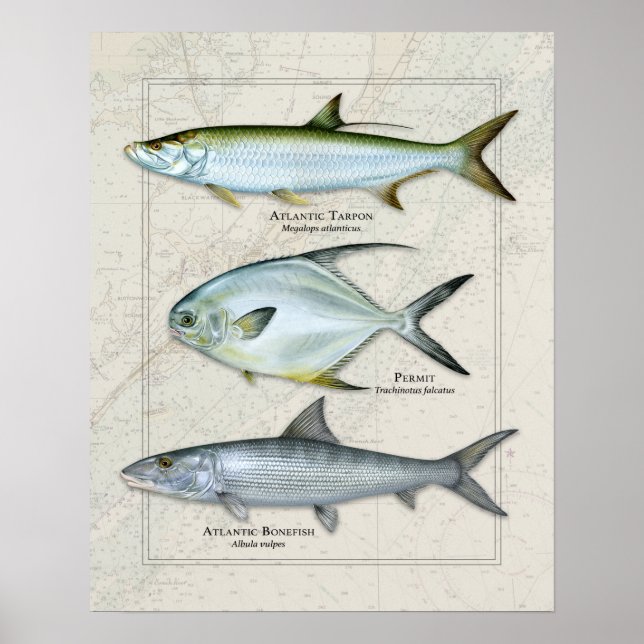 Tarpon, Permit, Bonefish Trio Poster (Front)