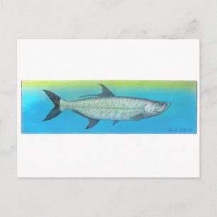 Tarpon Postcard