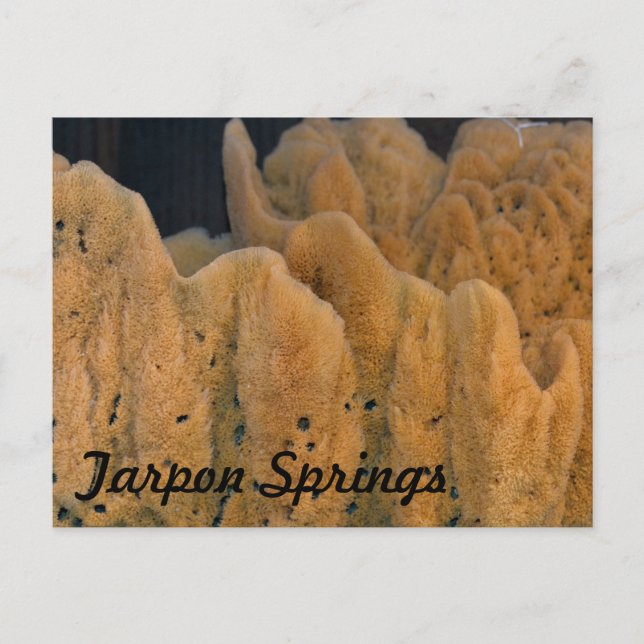 Tarpon Springs Sponge Postcard (Front)