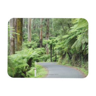 Tarra Bulga National Park, Strzelecki Ranges Magnet