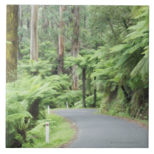 Tarra Bulga National Park, Strzelecki Ranges Tile