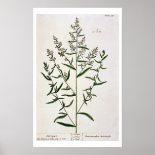 Tarragon, plate 116 from 'A Curious Herbal', publi Poster