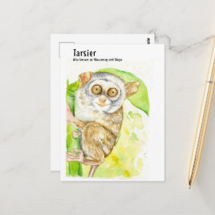 Tarsier- DNM Postcards