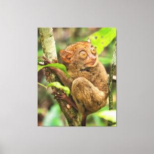 Tarsier Monkey Wildlife Cute Animal Canvas Print