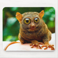 tarsier