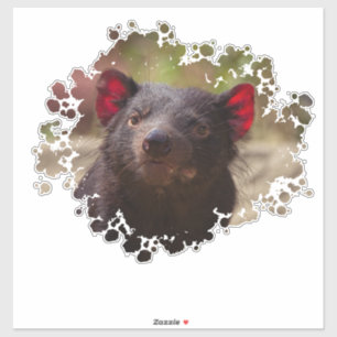 Tasmanian Devil