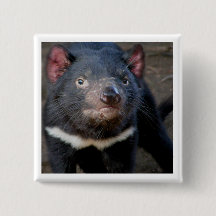Tasmanian Devil
