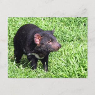 tasmanian devil australia postcard
