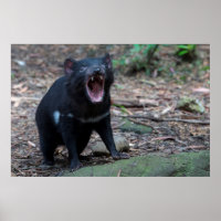 Tasmanian Devil Australia