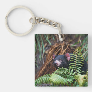 Tasmanian Devil Encounter Key Ring
