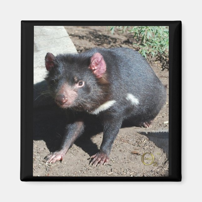 Tasmanian Devil Magnet (Front)