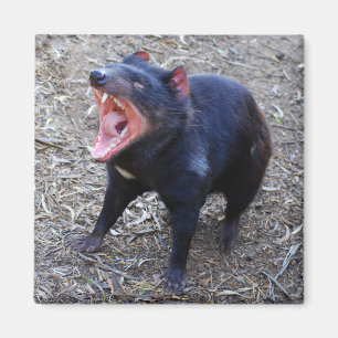 Tasmanian Devil Magnet