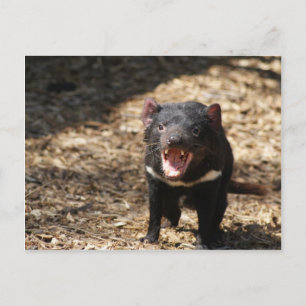 Tasmanian Devil Postcard
