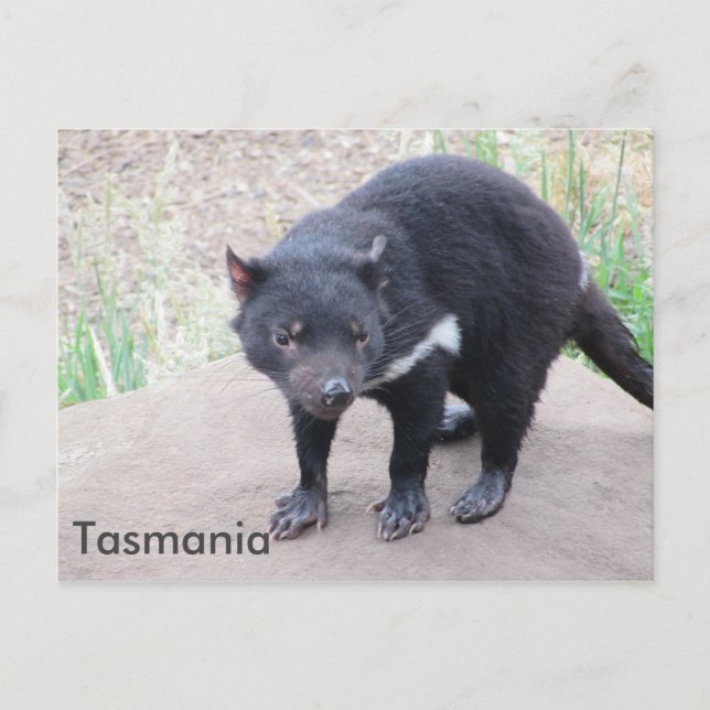 Tasmanian Devil Postcard (Front)