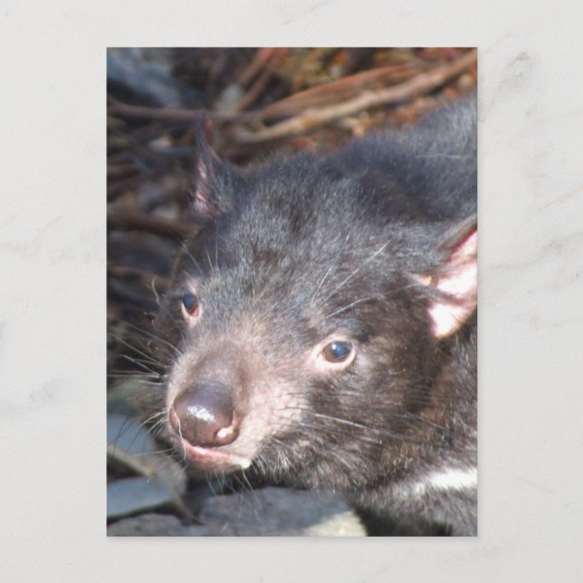 Tasmanian Devil Postcard (Front)