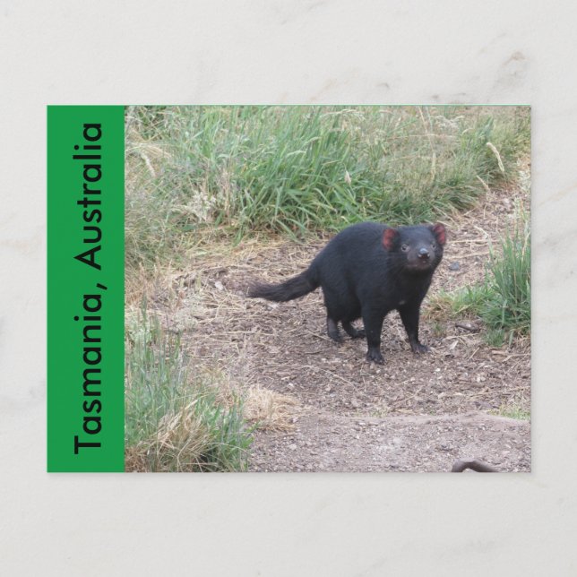 Tasmanian Devil Postcard (Front)