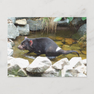Tasmanian Devil Postcard