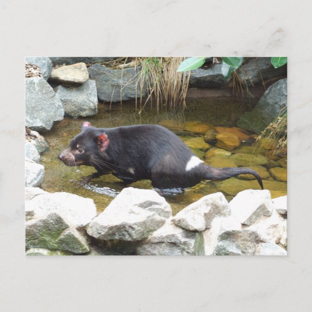 Tasmanian Devil Postcard (Front)