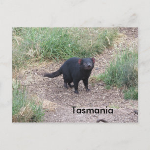 Tasmanian Devil Postcard