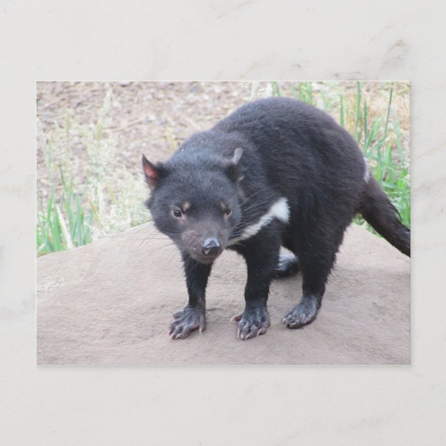 Tasmanian Devil Postcard (Front)