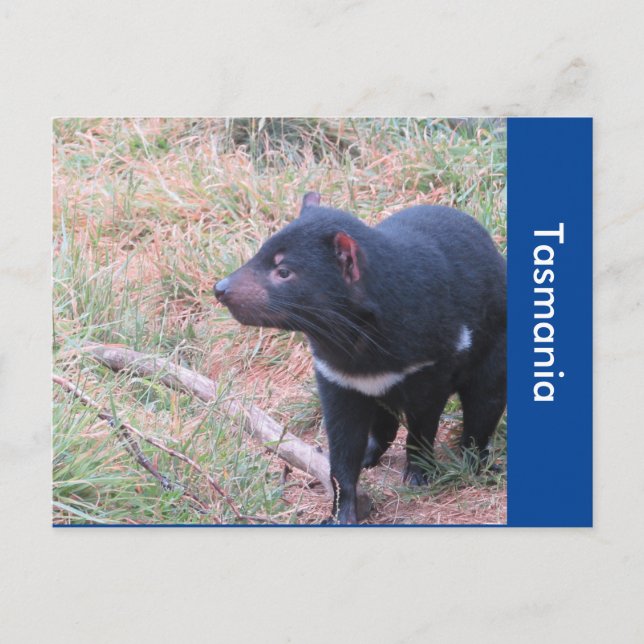 Tasmanian Devil Postcard (Front)