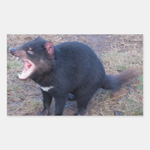 Tasmanian Devil - Stickers