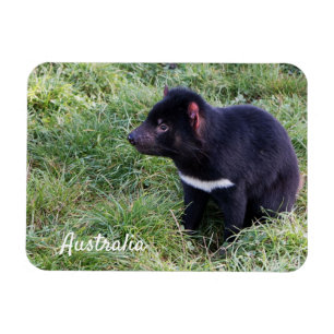 Tasmanian Devil, Tasmania, Australia Magnet