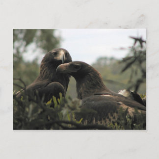 Tasmanian wedge tailed eagles postcard
