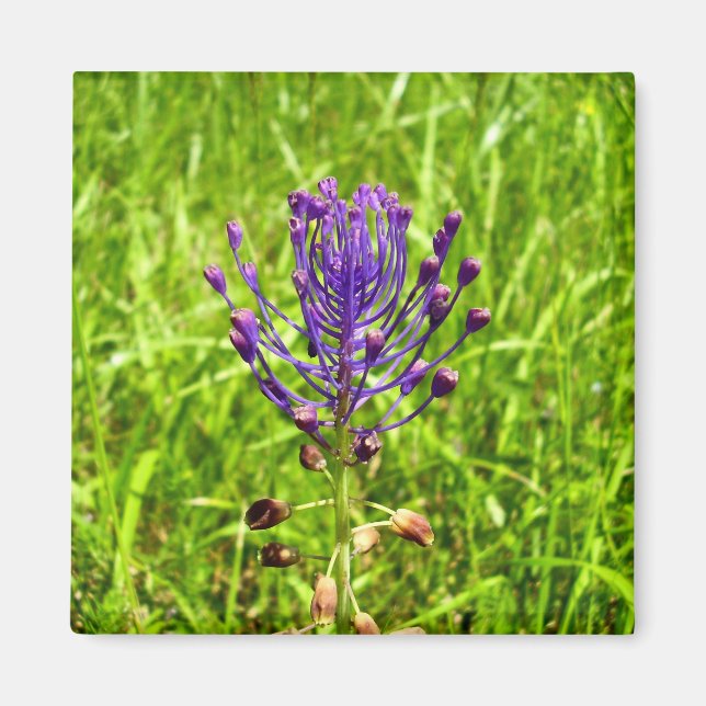 Tassel-Hyacinth Magnet (Front)