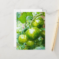 Tasty Green Zebra Heirloom Tomatoes on Vine