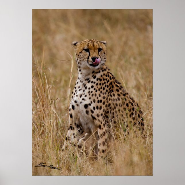 Tasty Lip Cheetah Poster (Front)