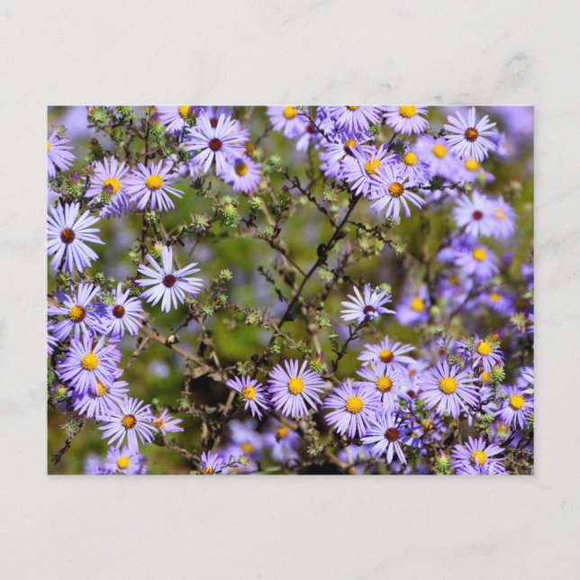 Tatarian Daisy Flower Postcard (Front)