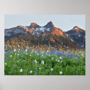 Tatoosh Range and Wildflowers   Mt. Rainier Poster