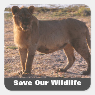 Tau Save Our Wildlife Square Sticker