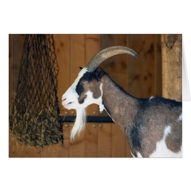 Tauernschecken-Ziege (Front Horizontal)