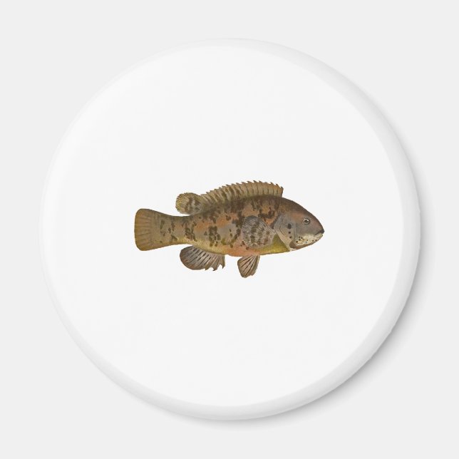 Tautog Illustration Magnet (Front)
