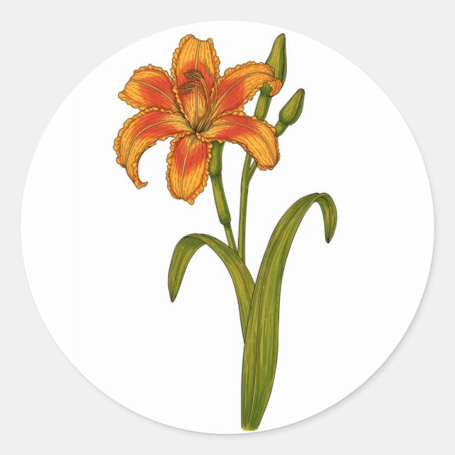 Tawny daylily classic round sticker (Front)