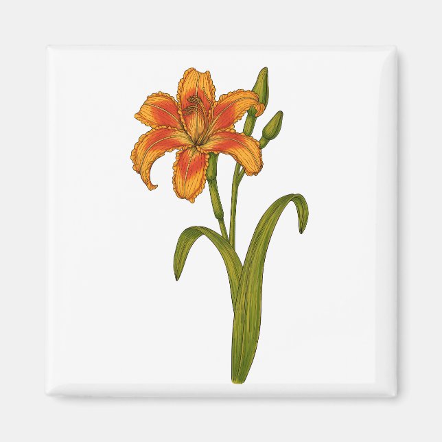 Tawny daylily magnet (Front)