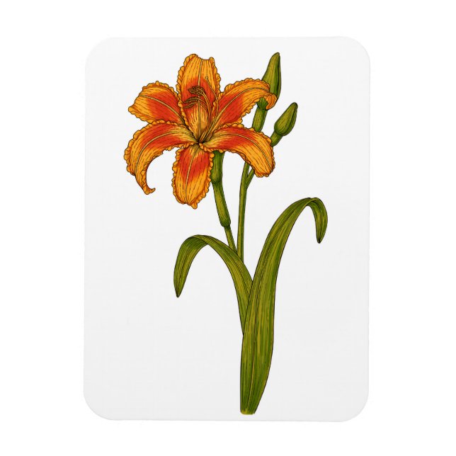 Tawny daylily magnet (Vertical)