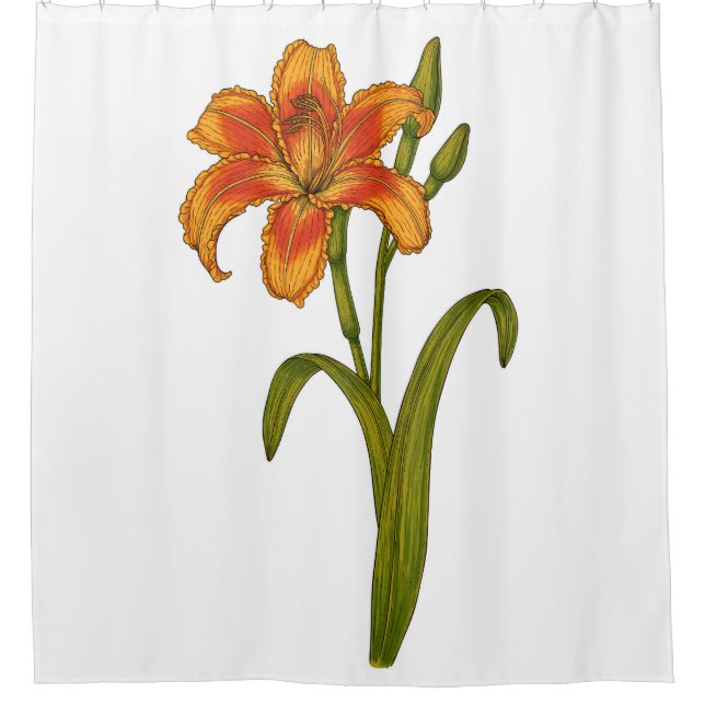 Tawny daylily shower curtain (Front)