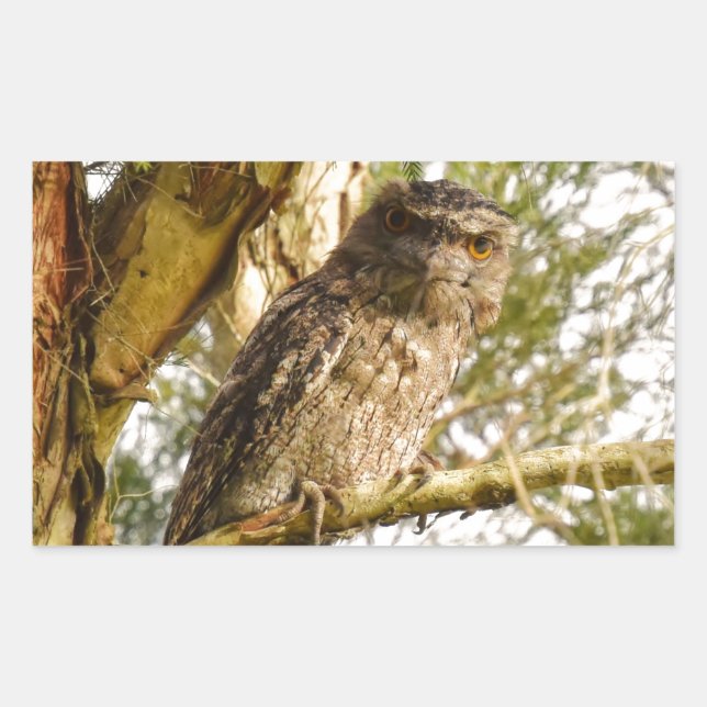 TAWNY FROGMOUTH QUEENSLAND AUSTRALIA RECTANGULAR STICKER (Front)