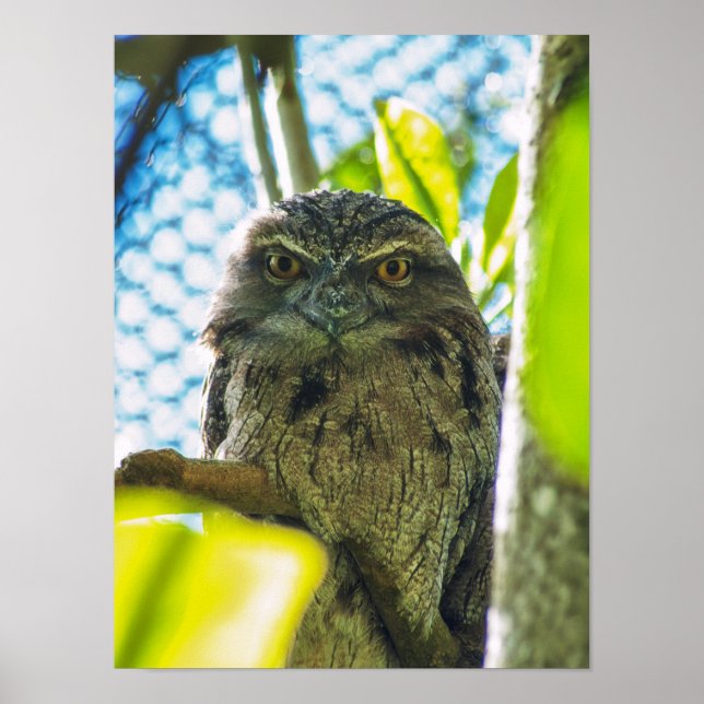 Tawny is No Owl Poster (Front)