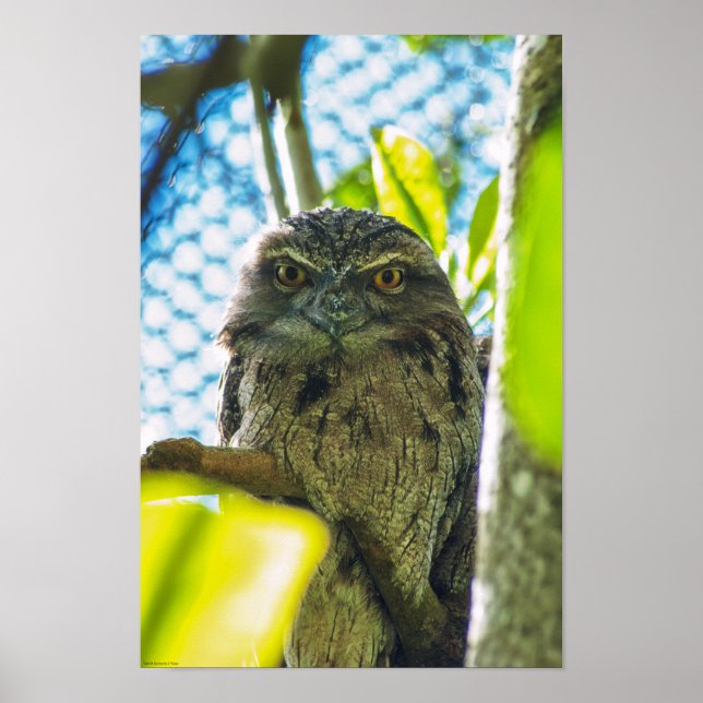 Tawny is No Owl Poster (Front)