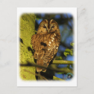 Tawny Owl 8T014D-17 Postcard
