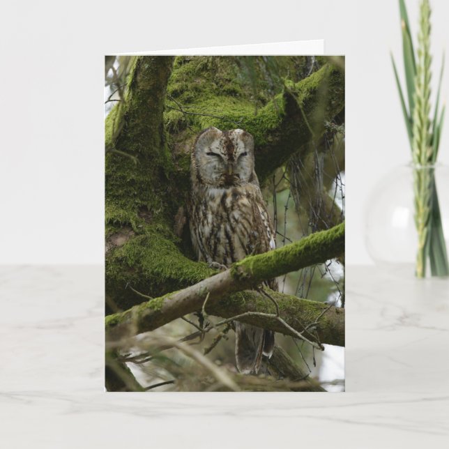 Tawny Owl Card (Front)