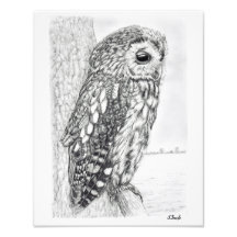 Tawny Owl Pencil Drawing