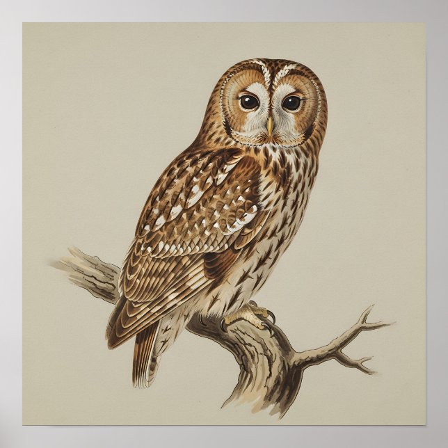 Tawny Owl Perched on Branch Poster (Front)