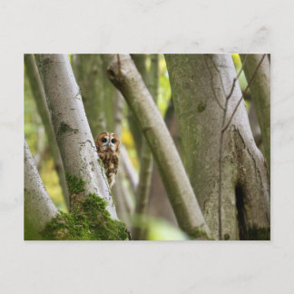 Tawny Owl Postcard