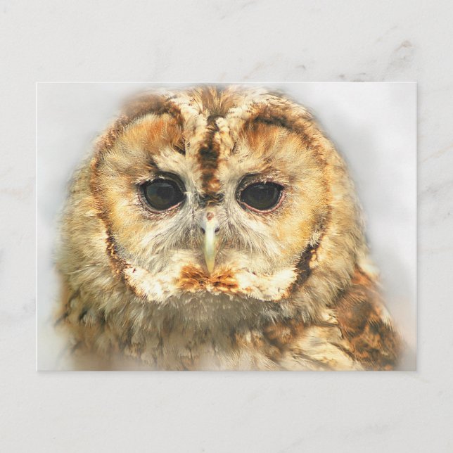 Tawny Owl Postcard (Front)