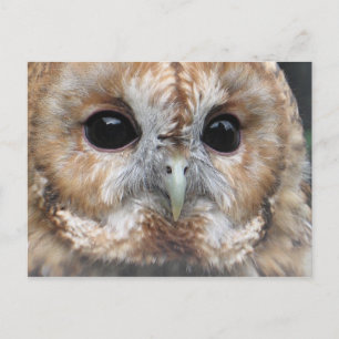 Tawny owl postcard